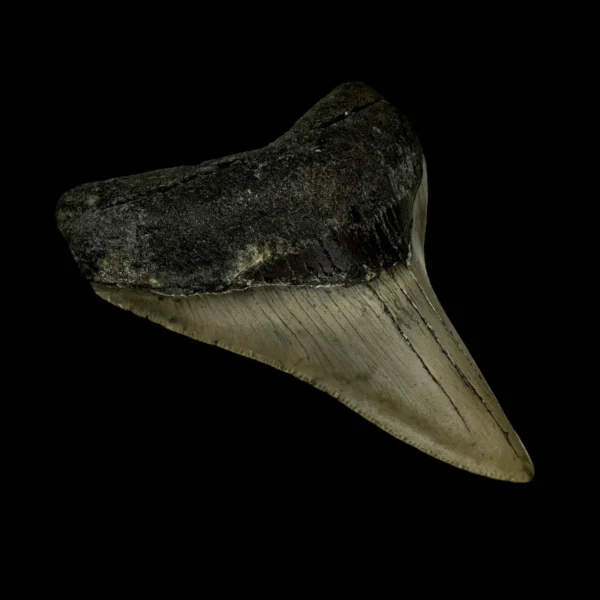 3.65" Megalodon Tooth Fossil - Image 4