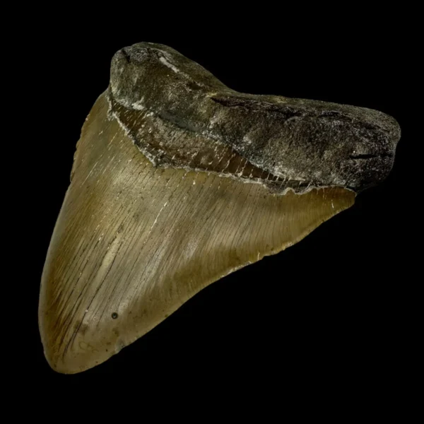 5.44" Megalodon Tooth Fossil - Image 3