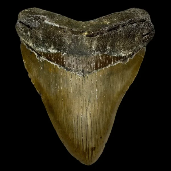 5.44" Megalodon Tooth Fossil