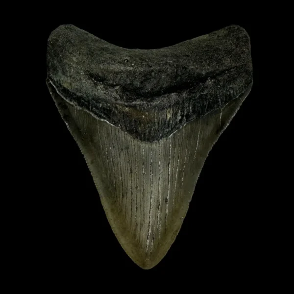 3.44" Megalodon Tooth Fossil