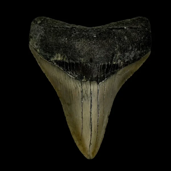 3.65" Megalodon Tooth Fossil