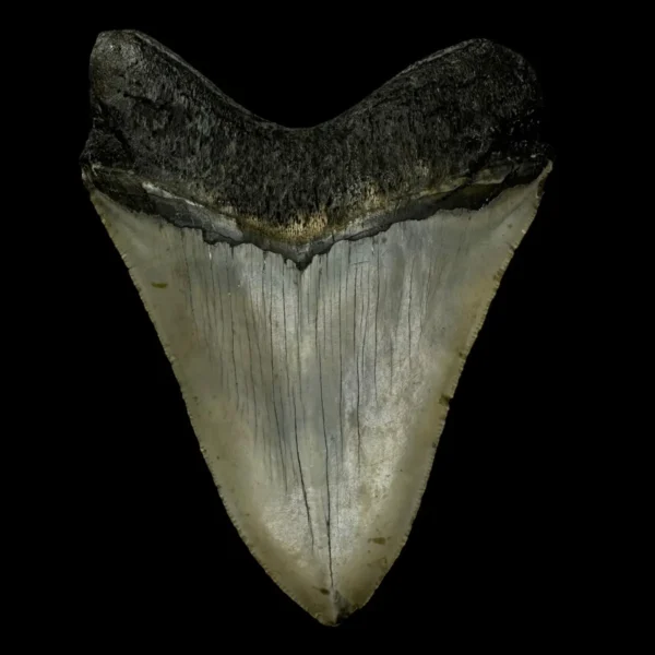 5.43" Megalodon Tooth Fossil - Image 2