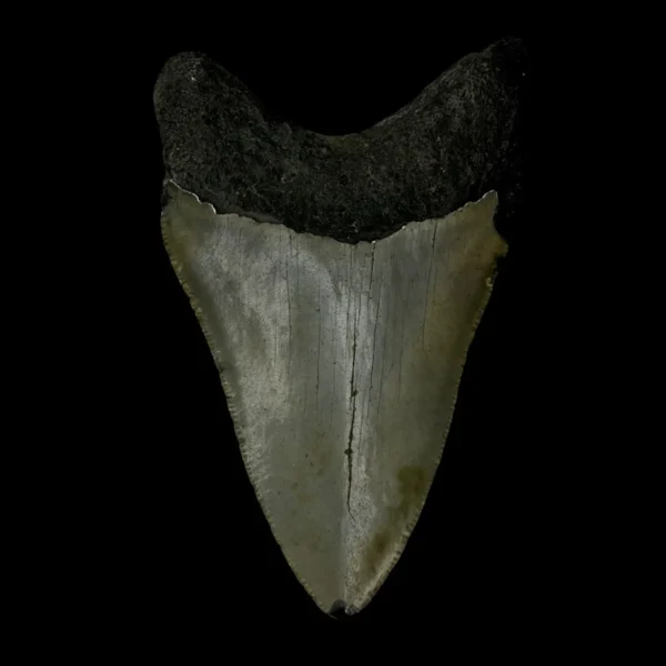 3.79" Megalodon Tooth Fossil - Image 2