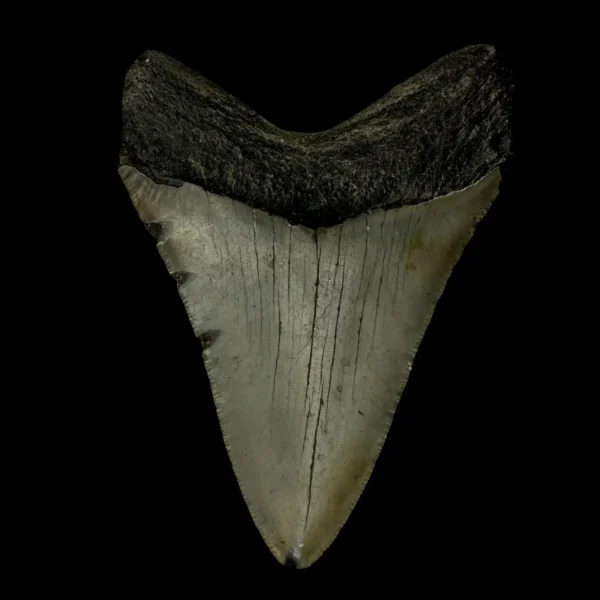 3.82" Megalodon Tooth Fossil - Image 2