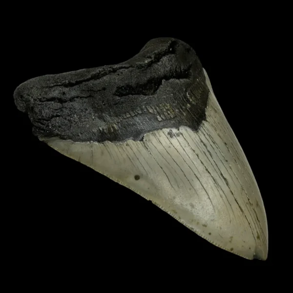 5.43" Megalodon Tooth Fossil - Image 4