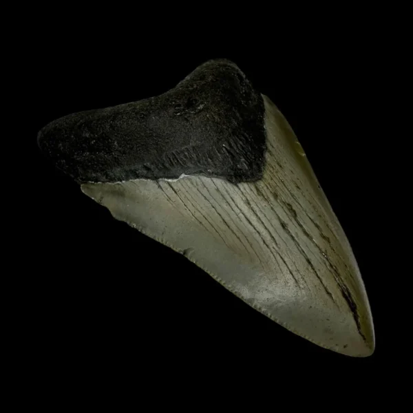 3.79" Megalodon Tooth Fossil - Image 4