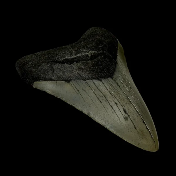 3.82" Megalodon Tooth Fossil - Image 4
