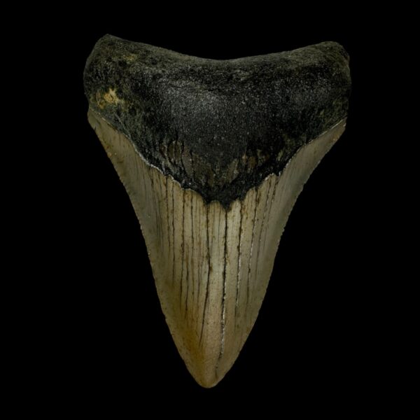 3.35" Megalodon Tooth Fossil