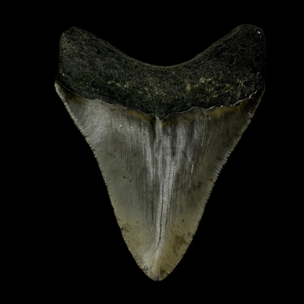 3.44" Megalodon Tooth Fossil - Image 2