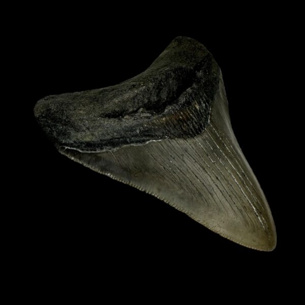 3.44" Megalodon Tooth Fossil - Image 3