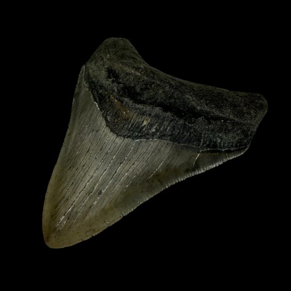 3.44" Megalodon Tooth Fossil - Image 4