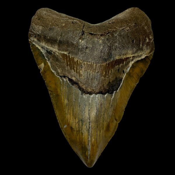 5.51" Megalodon Tooth Fossil