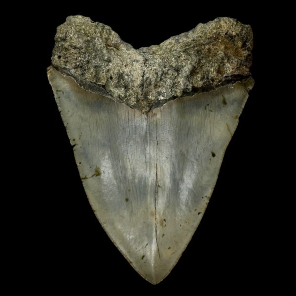 5.58" Megalodon Tooth Fossil - Image 2
