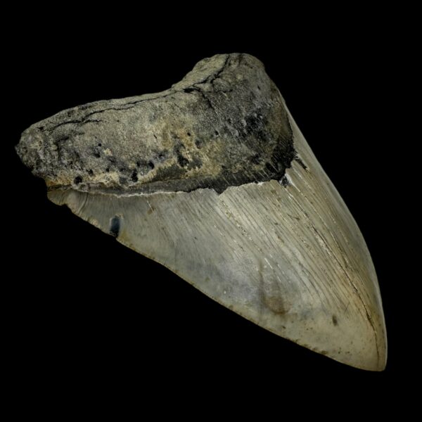 5.58" Megalodon Tooth Fossil - Image 4