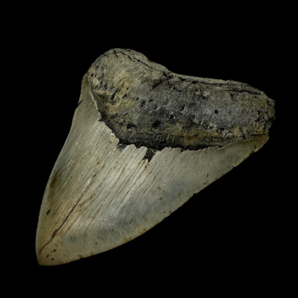 5.58" Megalodon Tooth Fossil - Image 3