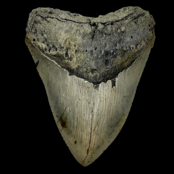5.58" Megalodon Tooth Fossil