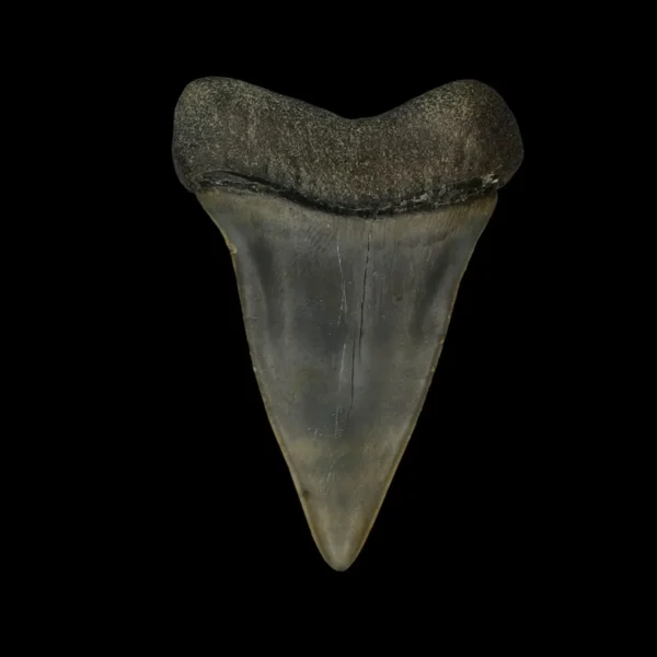 Fossil Mako Tooth 2.49" - Image 2