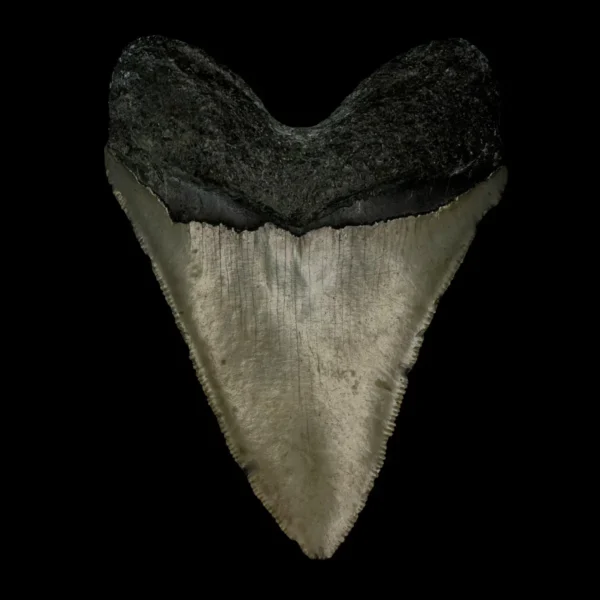3.93" Megalodon Tooth Fossil - Image 2