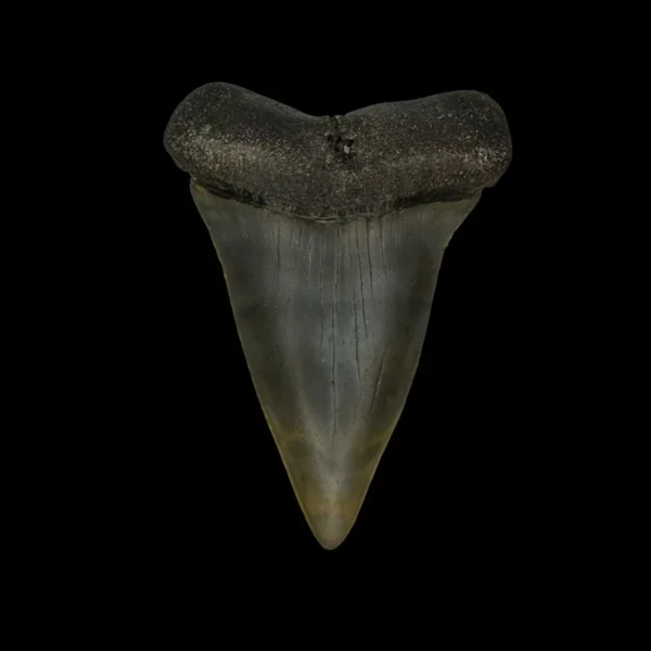 Fossil Mako Tooth 2.49"