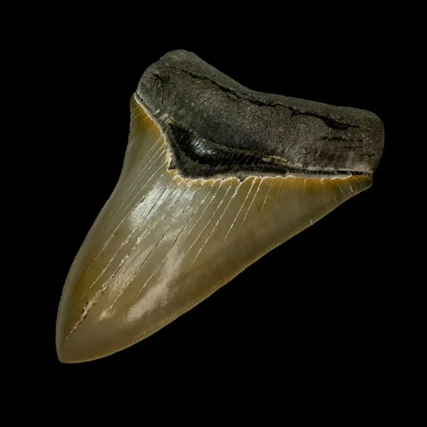 4.83" Serrated Megalodon Tooth Fossil - Image 3