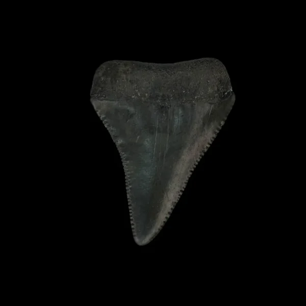 Great White Tooth Fossil 1.88" - Image 2
