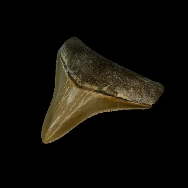2.70" Serrated Megalodon Tooth Fossil - Image 3