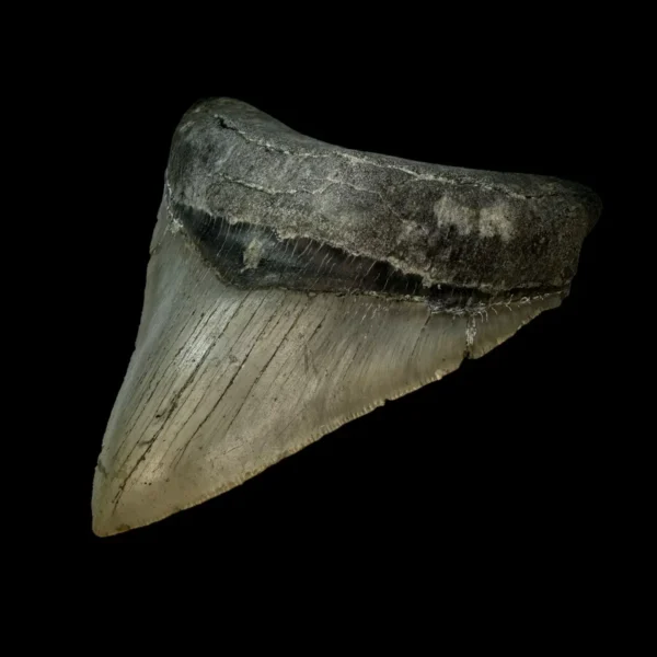 4.22" Serrated Megalodon Tooth Fossil - Image 3