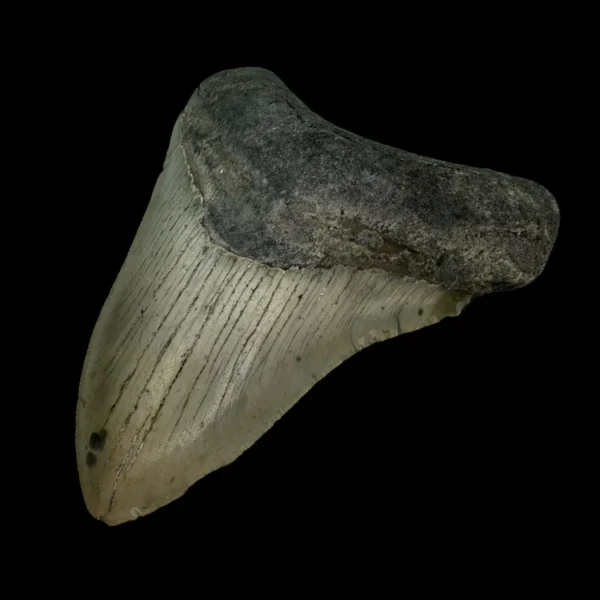 4.29" Megalodon Tooth Fossil - Image 3