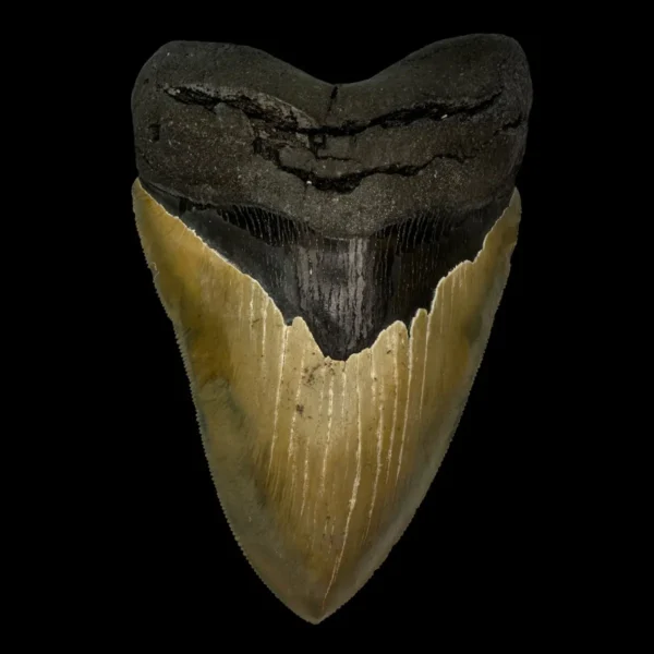 5.68" Serrated Megalodon Tooth Fossil