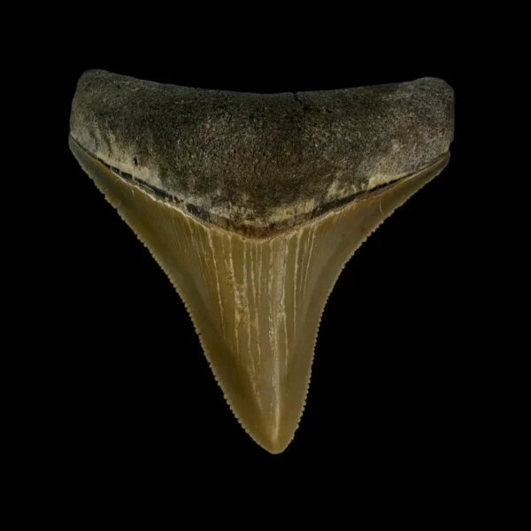 2.70" Serrated Megalodon Tooth Fossil