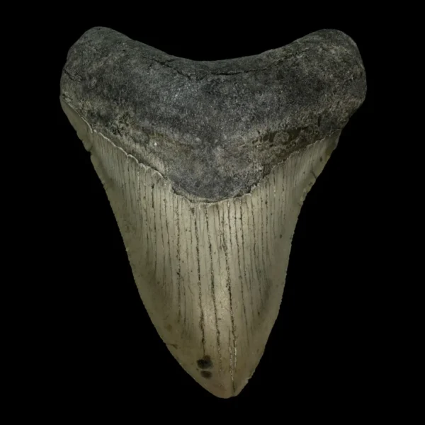 4.29" Megalodon Tooth Fossil