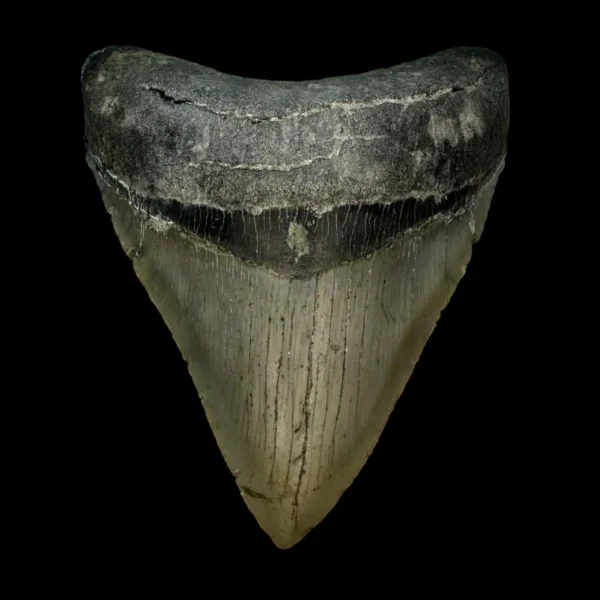 4.22" Serrated Megalodon Tooth Fossil