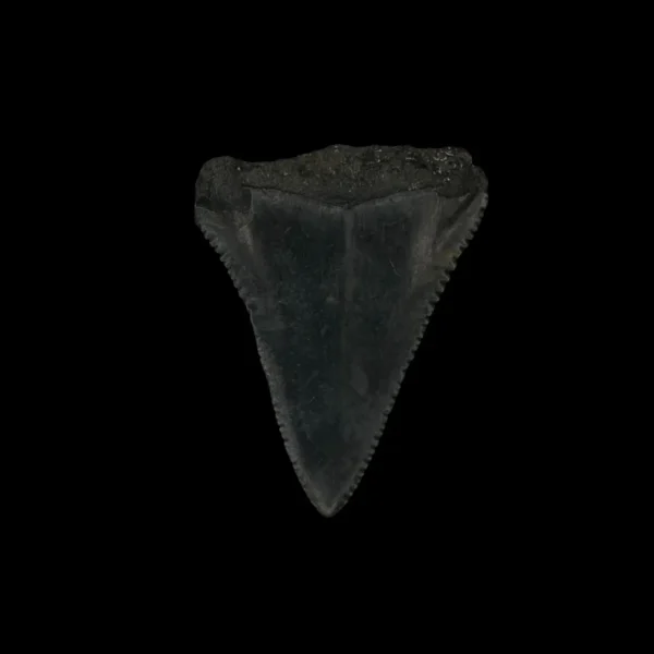 Great White Tooth Fossil 1.70" - Image 2