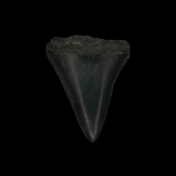 Great White Tooth Fossil 1.70"