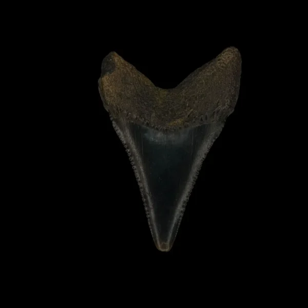 Great White Tooth Fossil 2.14" - Image 2