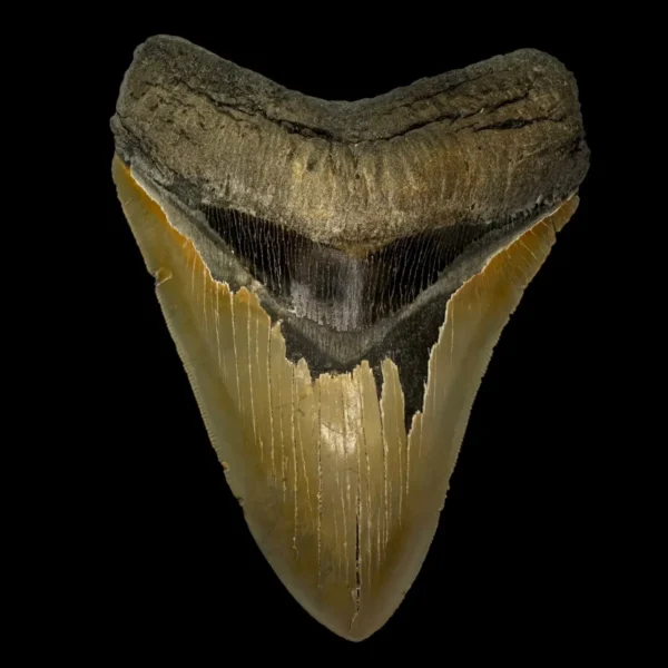 5.92" Serrated Megalodon Tooth Fossil