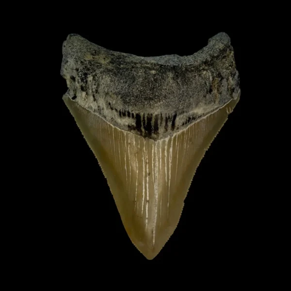 3.22" Serrated Megalodon Tooth Fossil