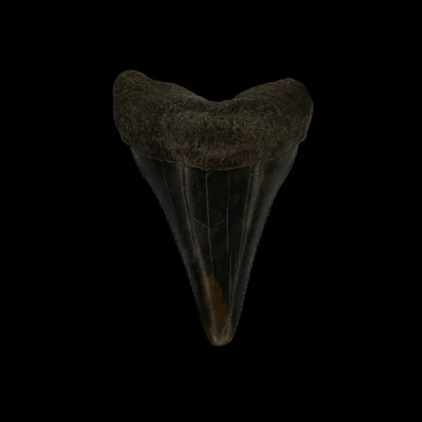 Great White Tooth Fossil 2.14"