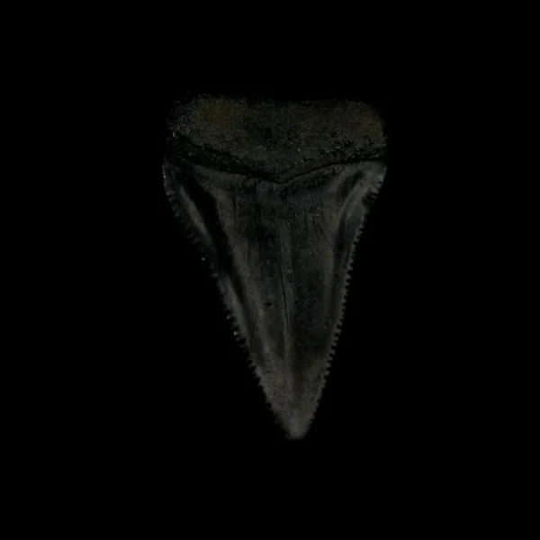 Great White Tooth Fossil 2.11" - Image 2