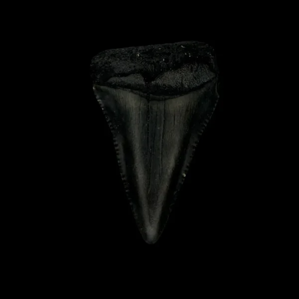 Great White Tooth Fossil 2.11"