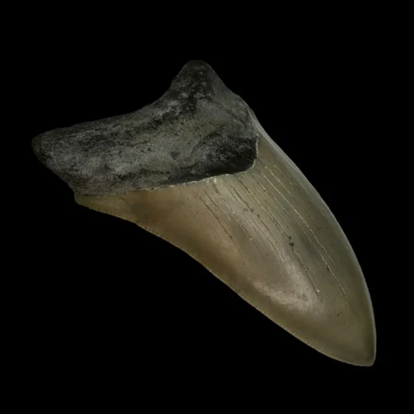 4.55" Serrated Megalodon Tooth Fossil - Image 4