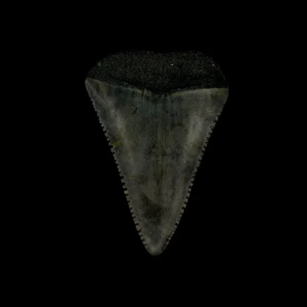 Great White tooth Fossil 1.72" - Image 2