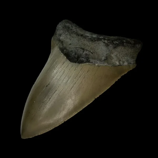 4.55" Serrated Megalodon Tooth Fossil - Image 3