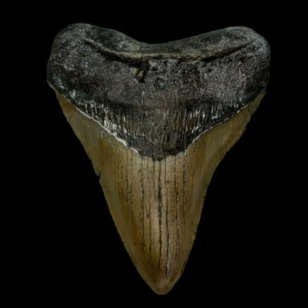 4.72" Megalodon Tooth Fossil