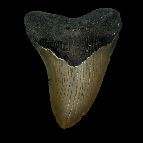 4.32" Megalodon Tooth Fossil