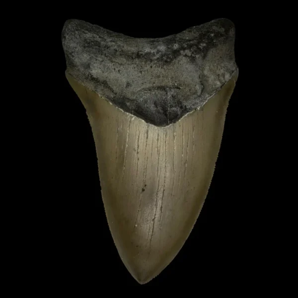 4.55" Serrated Megalodon Tooth Fossil