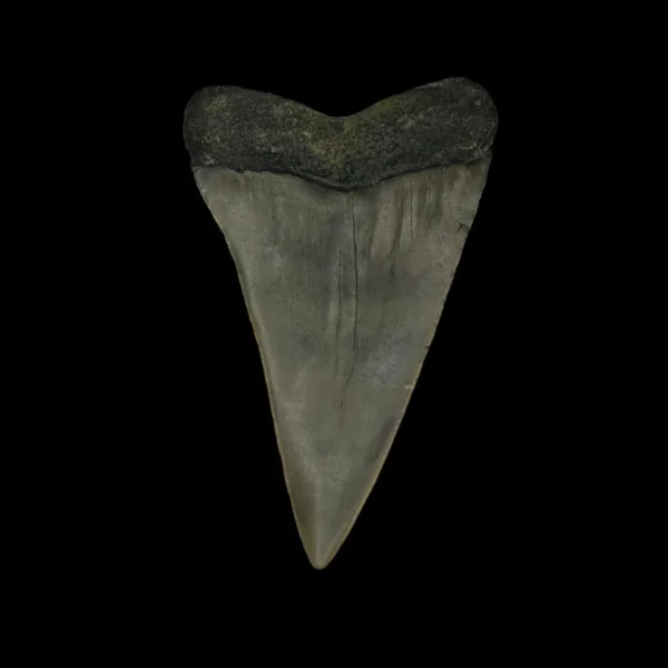 Fossil Mako Tooth 2.64" - Image 2