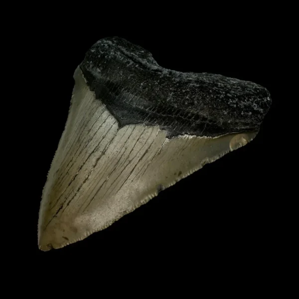 3.93" Megalodon Tooth Fossil - Image 3