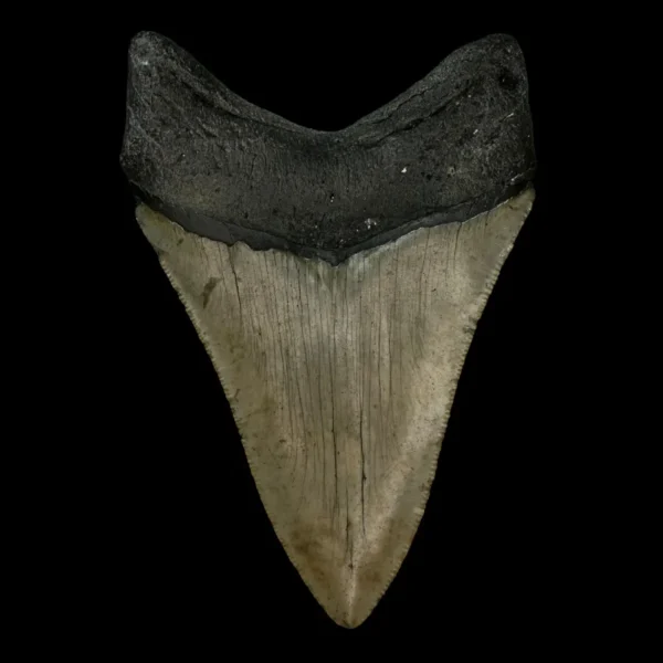 4.35" Megalodon Tooth Fossil - Image 2