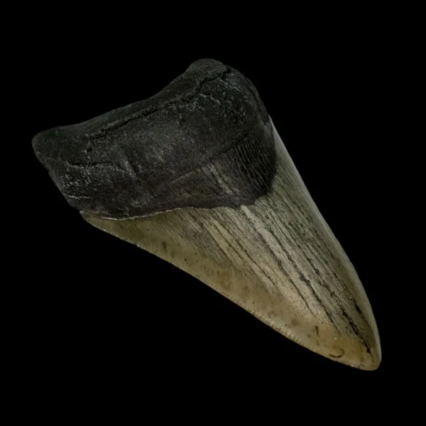 4.35" Megalodon Tooth Fossil - Image 4